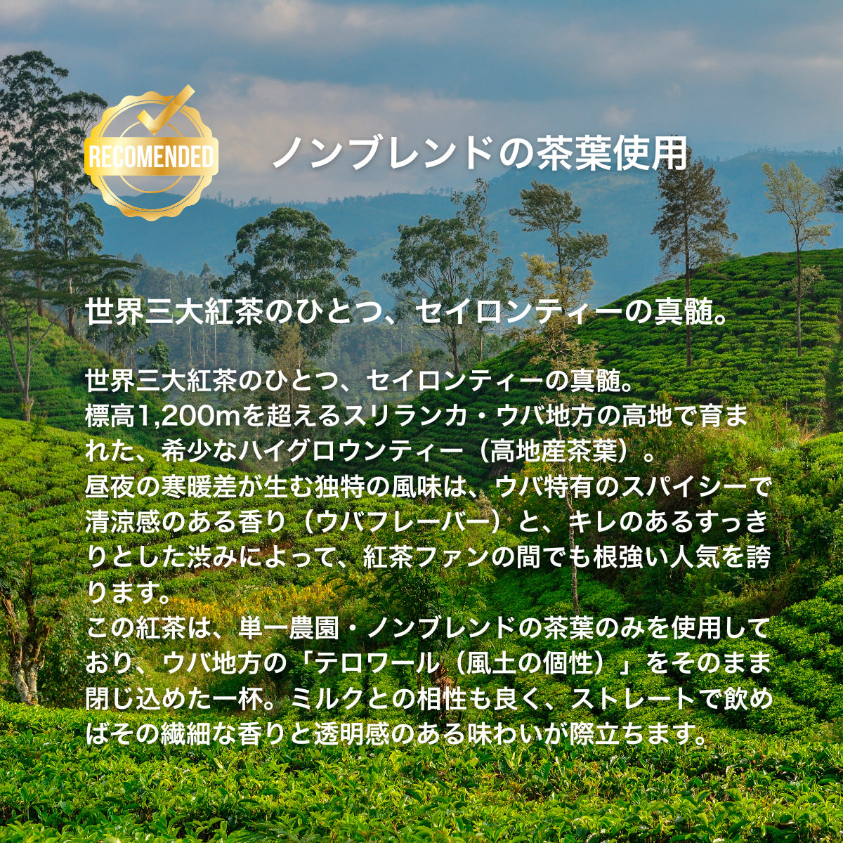 【公式】セイロンブラックティー(20袋入り) /紅茶 ミルクティー オーガニック 有機JAS ロンドン発 紅茶専門
