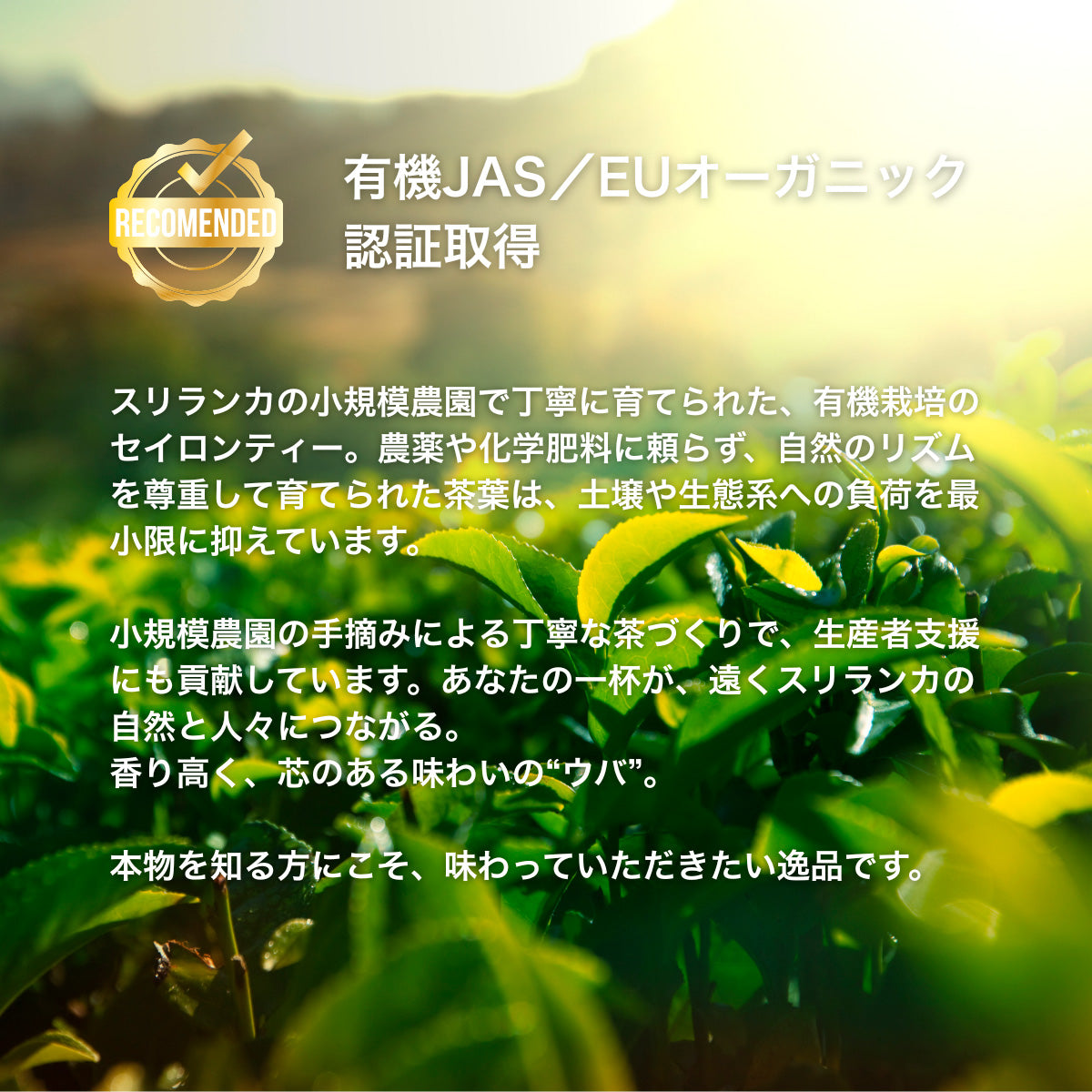 【公式】セイロンブラックティー(20袋入り) /紅茶 ミルクティー オーガニック 有機JAS ロンドン発 紅茶専門