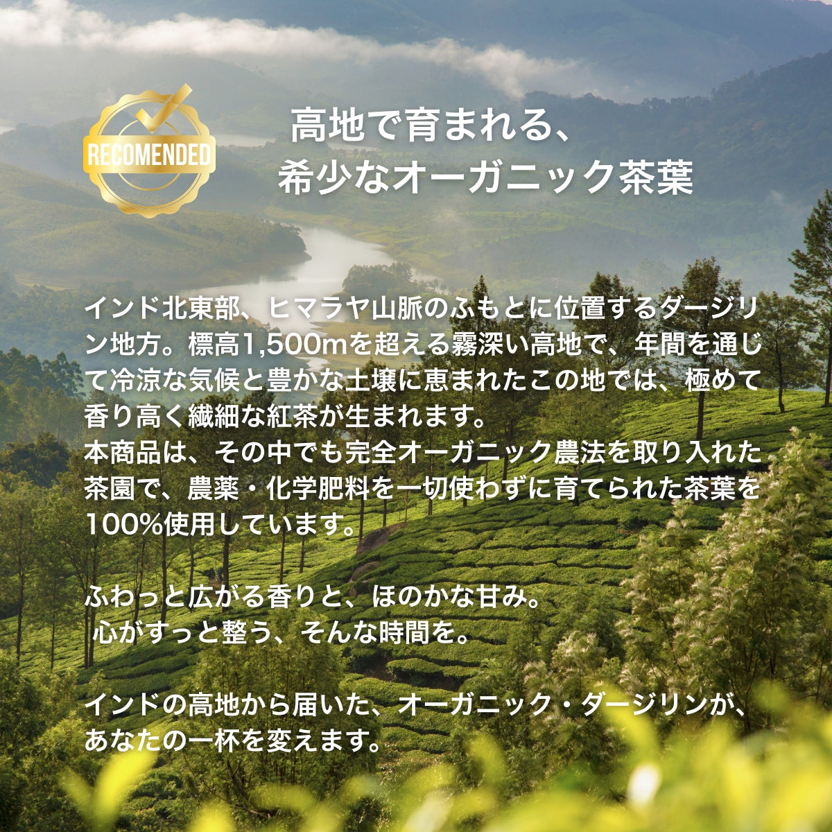 【公式】ダージリン リーフティー 茶葉 (80g)  / 紅茶 オーガニック 紅茶専門 誕生日 プレゼント 贈答 女性